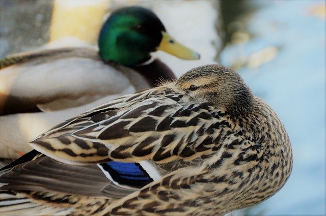 Bezpłatne pobieranie Duck Plumage Bird - darmowe zdjęcie lub obraz do edycji za pomocą internetowego edytora obrazów GIMP