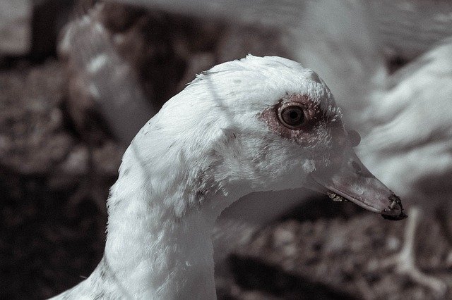 Free download Duck Portrait Animals -  free photo or picture to be edited with GIMP online image editor