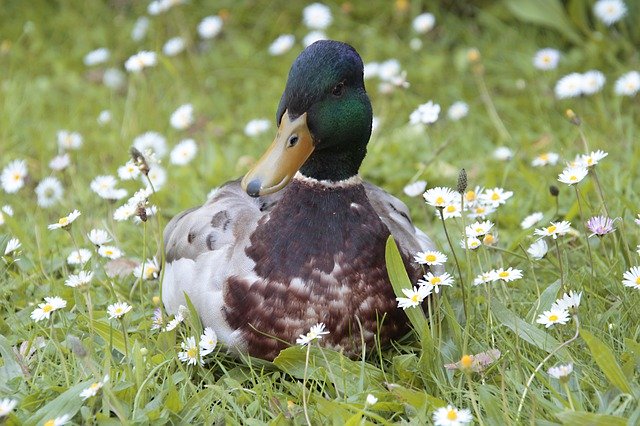 Free download Duck Pose Nature Flower -  free photo or picture to be edited with GIMP online image editor