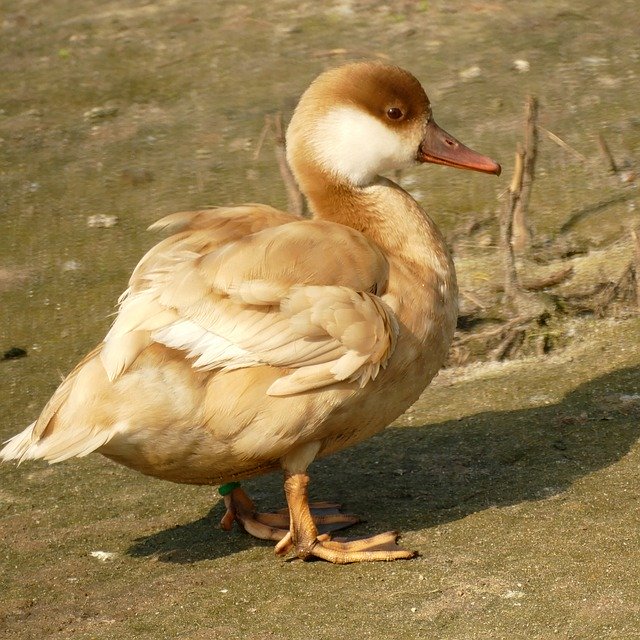 Free download Duck Red Crested Pochard Female -  free photo or picture to be edited with GIMP online image editor