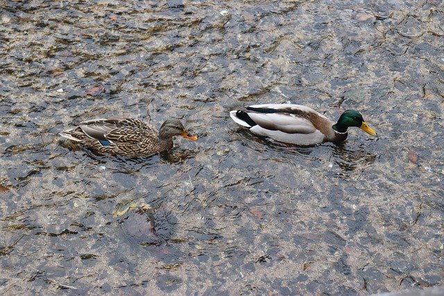 Free download Duck River The Couple -  free photo or picture to be edited with GIMP online image editor