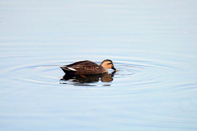 Free download duck river waterbird bird animal free picture to be edited with GIMP free online image editor