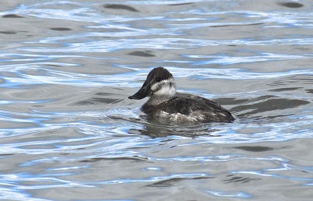 Free download Duck Ruddy Wildlife -  free free photo or picture to be edited with GIMP online image editor