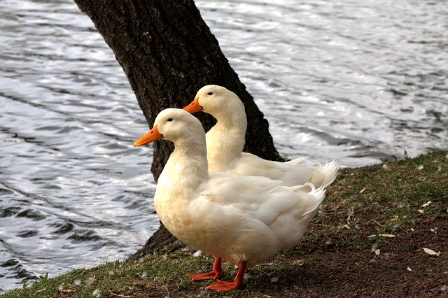 Free download Ducks Animals Lake -  free photo or picture to be edited with GIMP online image editor