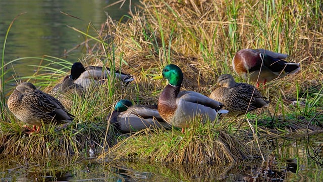 Free download ducks bird mallard nature wildlife free picture to be edited with GIMP free online image editor