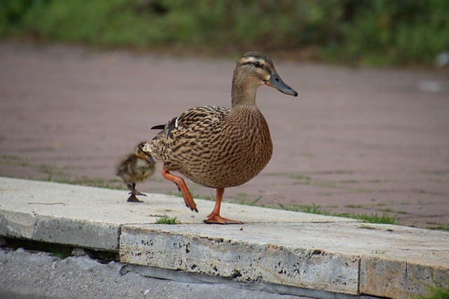 Free download ducks birds ducklings mother child free picture to be edited with GIMP free online image editor