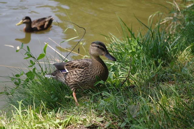 Free download ducks birds lake nature waterbirds free picture to be edited with GIMP free online image editor