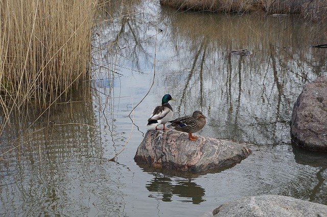 Free download Ducks Duck Detroit -  free photo or picture to be edited with GIMP online image editor