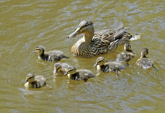 Free download ducks ducklings birds duck family free picture to be edited with GIMP free online image editor