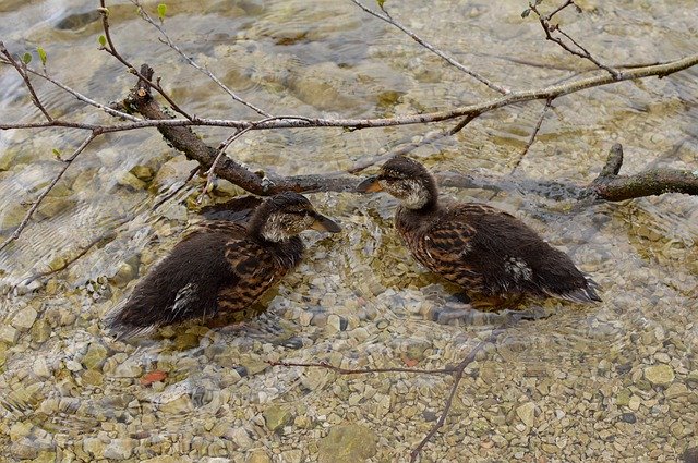 Free download Ducks Ducklings Water -  free photo or picture to be edited with GIMP online image editor