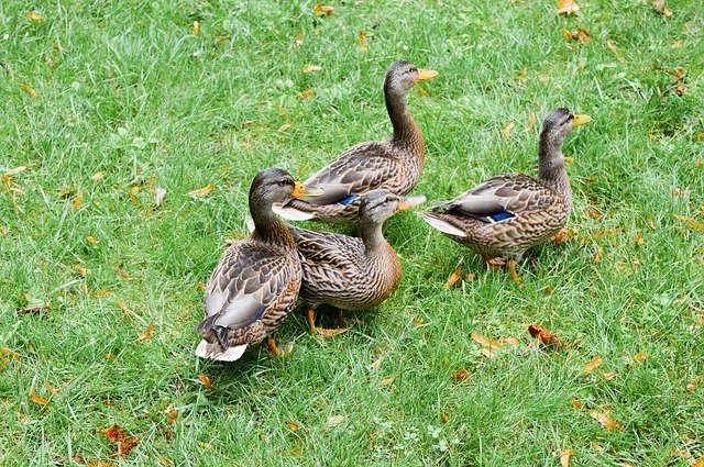 Free download Ducks Green Grass -  free photo or picture to be edited with GIMP online image editor