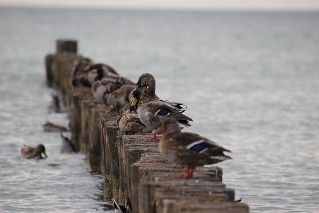 Free download ducks groyne sea birds waterfowls free picture to be edited with GIMP free online image editor