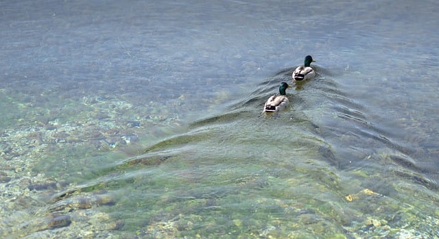 Free download ducks lake birds water waterbirds free picture to be edited with GIMP free online image editor