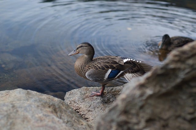 Free download ducks lake birds wild animals free picture to be edited with GIMP free online image editor