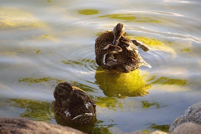 Free download ducks lake water birds wild nature free picture to be edited with GIMP free online image editor