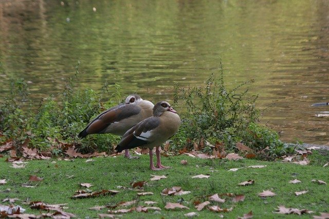 Free download Ducks Lake Waterfowl -  free photo or picture to be edited with GIMP online image editor