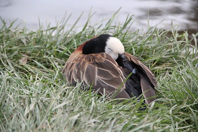 Free download Duck Sleeping -  free photo or picture to be edited with GIMP online image editor