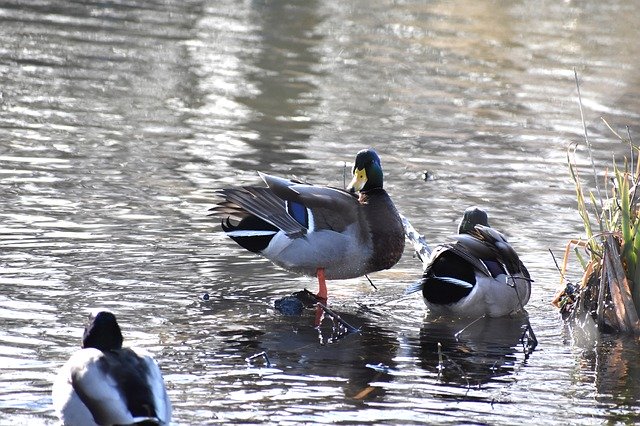 Free download Ducks Mallard Bird -  free photo or picture to be edited with GIMP online image editor