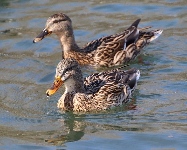 Free download ducks mallard lake birds free picture to be edited with GIMP free online image editor