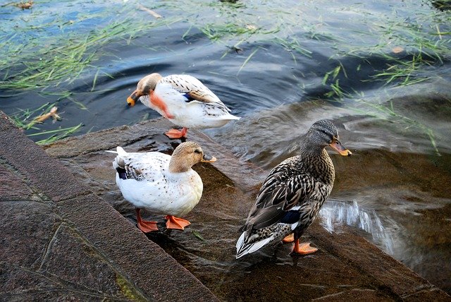 Free download Ducks Nature Animals -  free photo or picture to be edited with GIMP online image editor