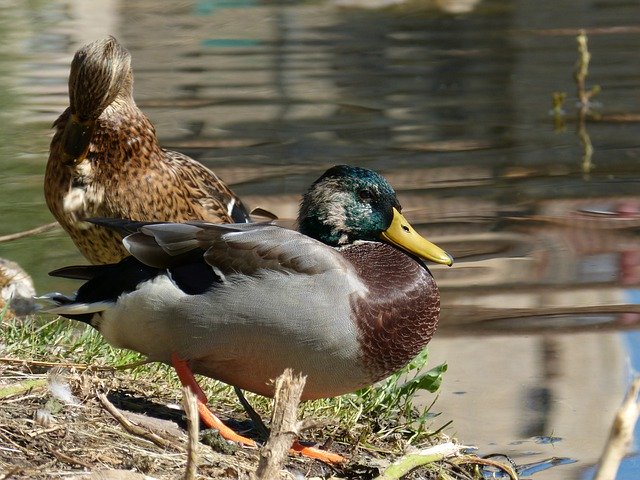 Free download Ducks Ànec Coll Verd River -  free photo or picture to be edited with GIMP online image editor