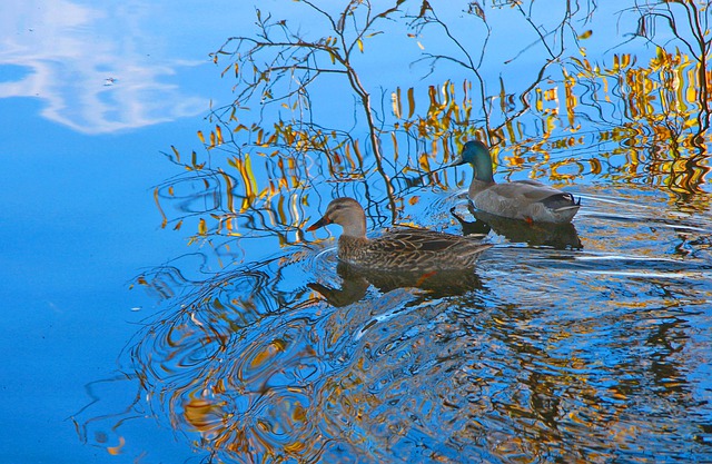 Free download ducks new zealand lake reflection free picture to be edited with GIMP free online image editor