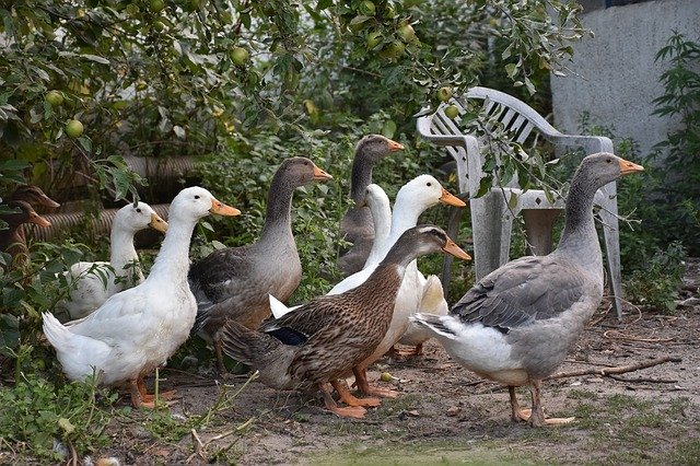 Téléchargement gratuit Canards Volaille Animaux - photo ou image gratuite à éditer avec l'éditeur d'images en ligne GIMP