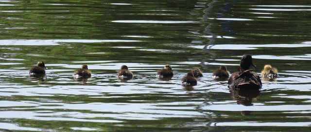 Free download ducks river wildlife outdoors free picture to be edited with GIMP free online image editor