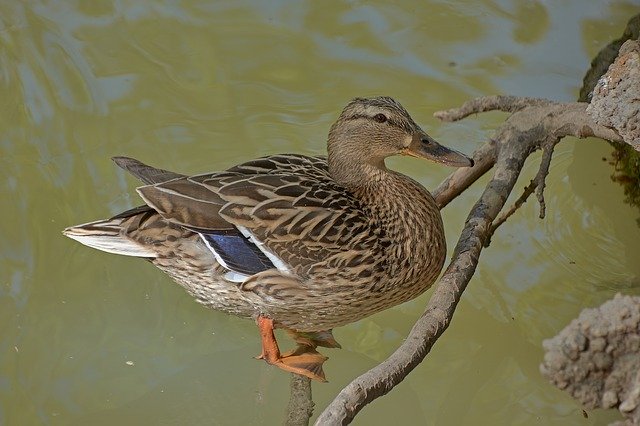 Free download Duck Water Animals -  free photo or picture to be edited with GIMP online image editor