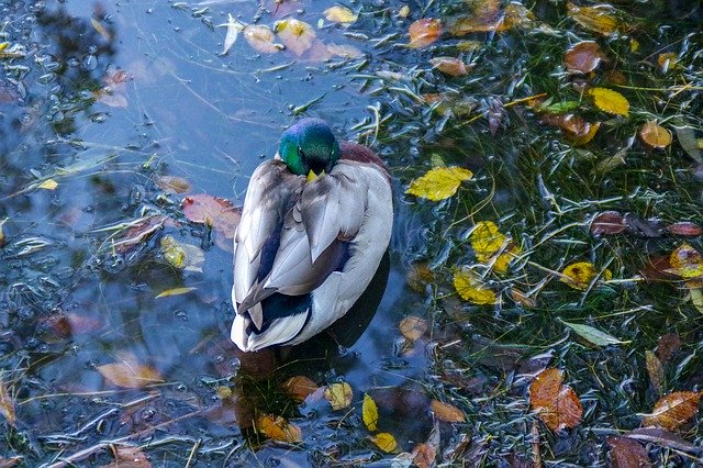 Free download Duck Water Autumn -  free photo or picture to be edited with GIMP online image editor