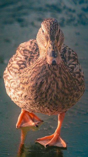 Free download duck waterbird animal park pond free picture to be edited with GIMP free online image editor