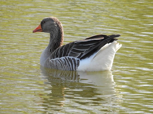 Free download Duck Water Bird Plumage -  free photo or picture to be edited with GIMP online image editor