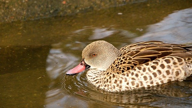 دانلود رایگان Duck Water Ducks - عکس یا تصویر رایگان برای ویرایش با ویرایشگر تصویر آنلاین GIMP