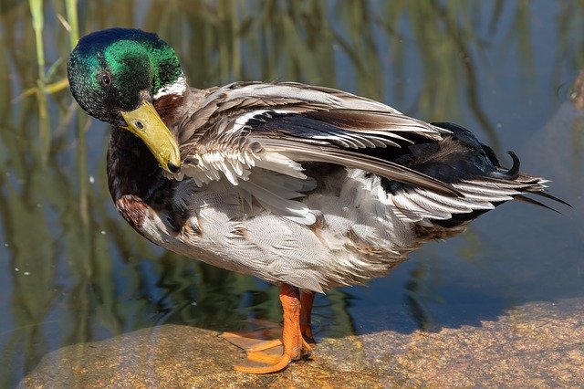 Free download Duck Waterfowl Water -  free photo or picture to be edited with GIMP online image editor