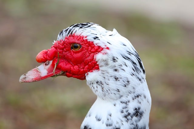 Free download duck waterfowl white black head free picture to be edited with GIMP free online image editor