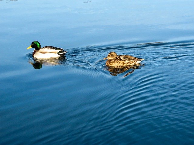 Free download Duck Water Ripple -  free photo or picture to be edited with GIMP online image editor