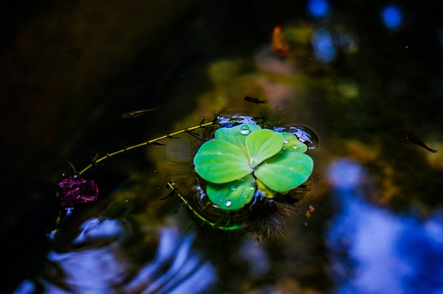 Free download duckweed floating plant nature free picture to be edited with GIMP free online image editor