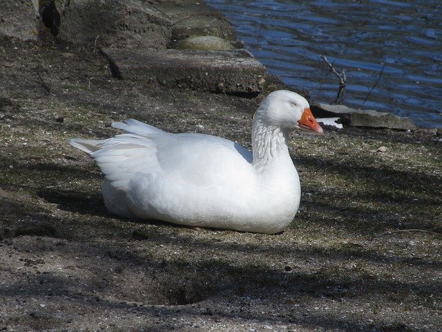 Free download Duck White Cute Water -  free photo or picture to be edited with GIMP online image editor