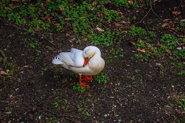 Free download Duck White Nature -  free photo or picture to be edited with GIMP online image editor