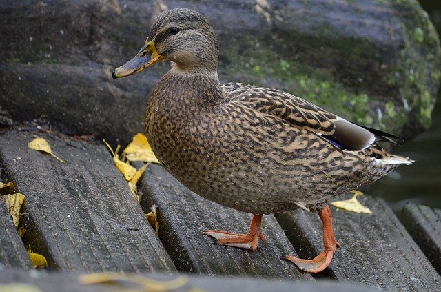 Free download Duck Wild -  free photo or picture to be edited with GIMP online image editor