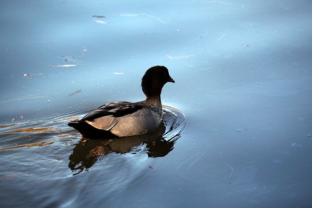 Free download Duck Wild Animal -  free photo or picture to be edited with GIMP online image editor