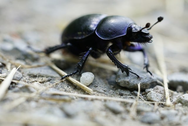 Free download dung beetle beetle insect geotrupes free picture to be edited with GIMP free online image editor