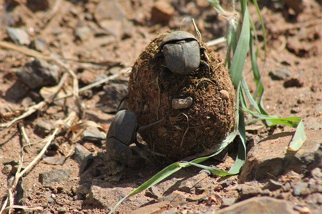 Free download Dung Beetle Rollers -  free photo or picture to be edited with GIMP online image editor