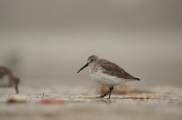 Free download dunlin bird nature animal wildlife free picture to be edited with GIMP free online image editor