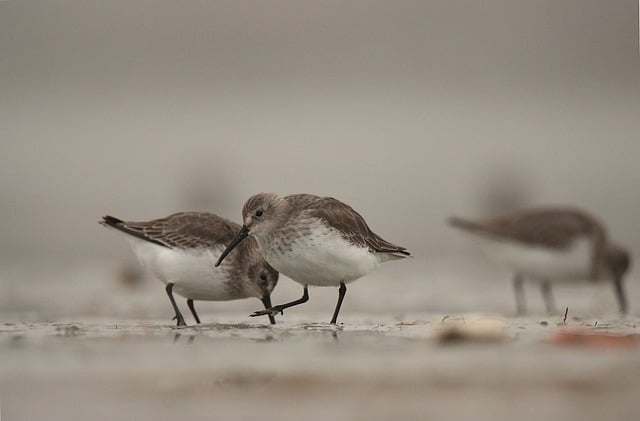 Free download dunlin birds nature animals free picture to be edited with GIMP free online image editor