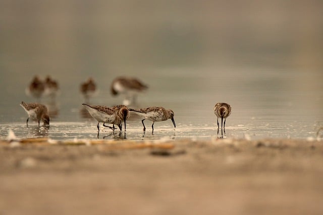 Free download dunlins birds lake nature animals free picture to be edited with GIMP free online image editor