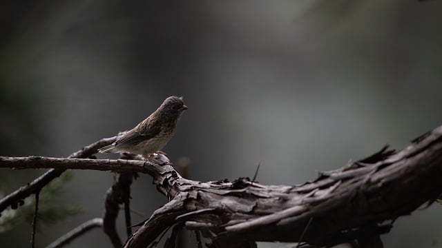 Free download dunnock bird animal wildlife free picture to be edited with GIMP free online image editor