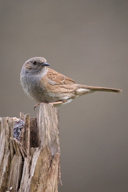 Free download dunnock nuthatch bird animal free picture to be edited with GIMP free online image editor