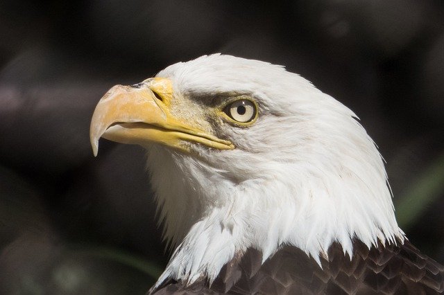 Free download Eagle Bald Birds Of Prey -  free photo or picture to be edited with GIMP online image editor