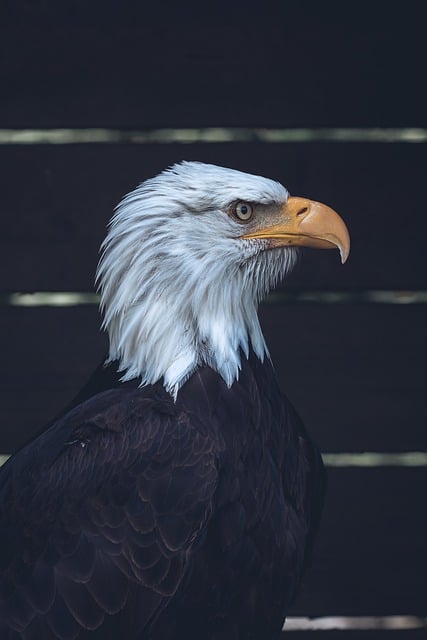 Free download eagle bald eagle bird animals beak free picture to be edited with GIMP free online image editor